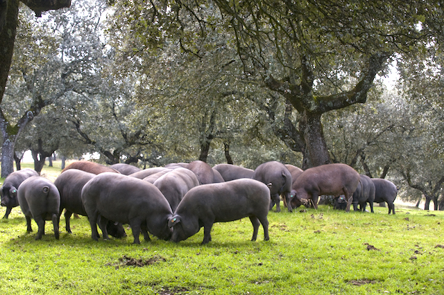 Dehesa ©rafa sanchez ruiz shutterstock