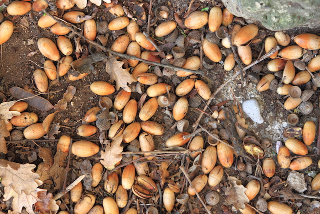 Glands ©lessandro0770 shutterstock