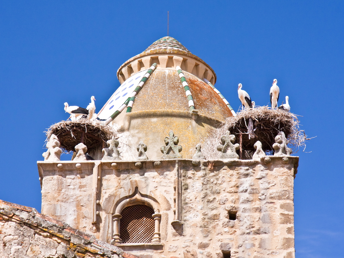 Storks in their nests on top of a building in Trujillo in Extremadura with blue sky