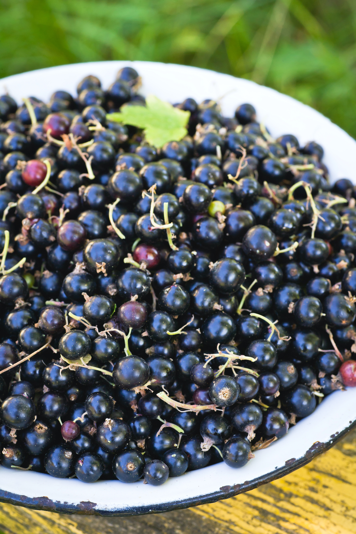 Black currants in a bowl
