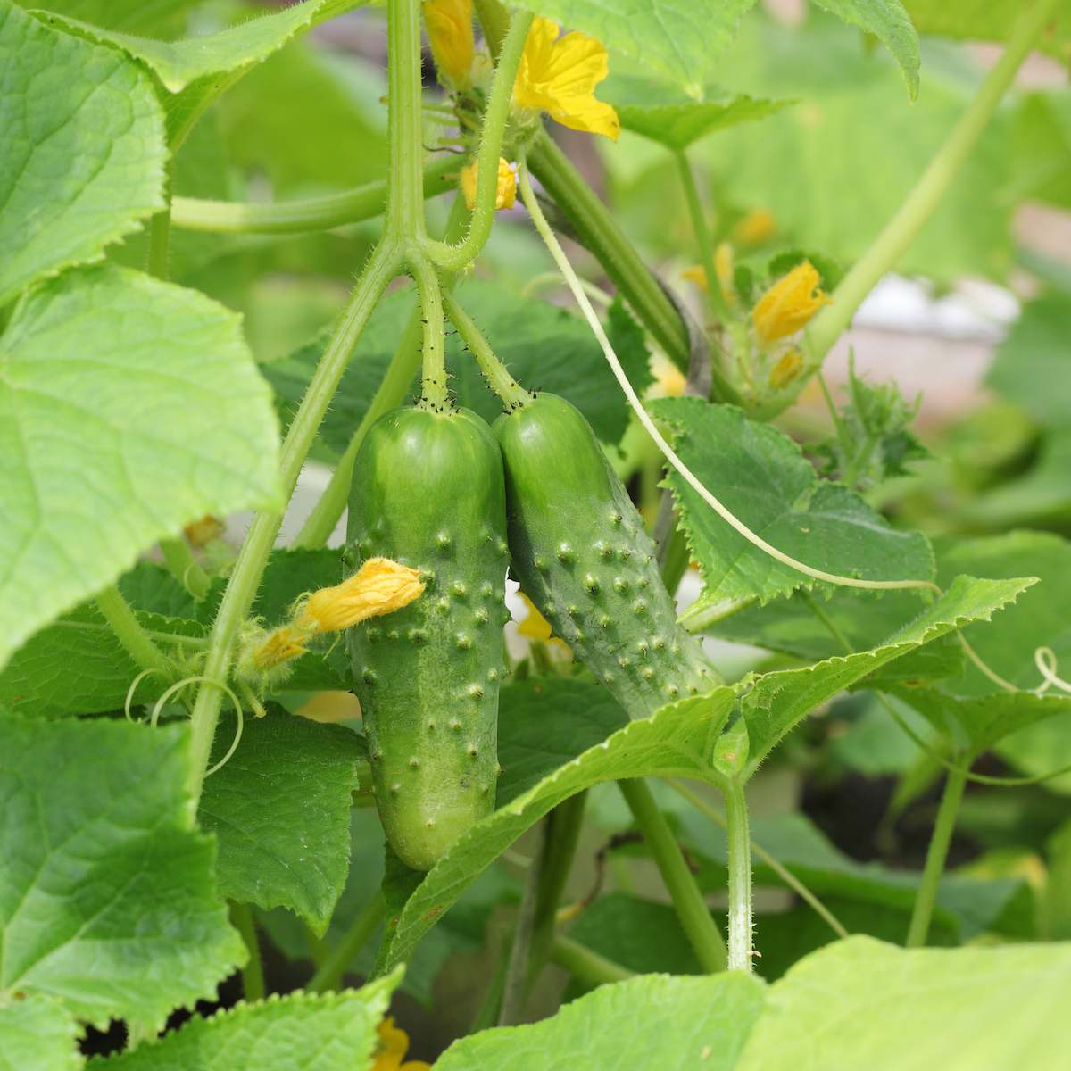 Cornichons ©Lanych Shutterstock