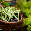 Haricots verts ©Kzenon shutterstock