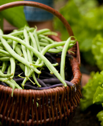 Haricots verts ©Kzenon shutterstock