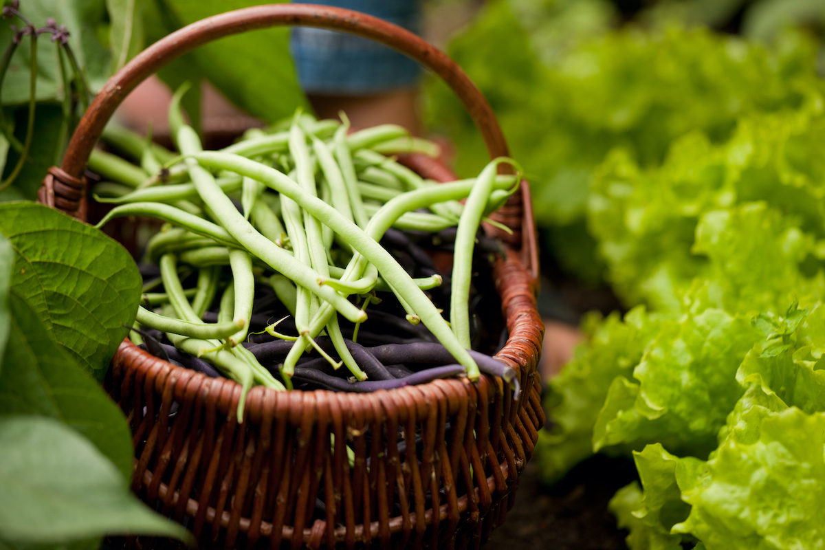 Haricots verts ©Kzenon shutterstock