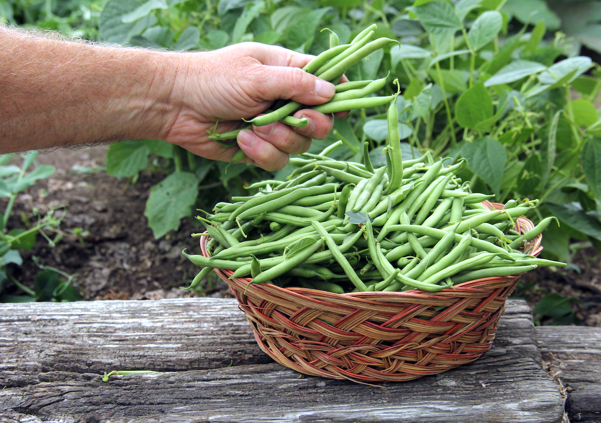 Haricots verts ©dcwcreations shutterstock