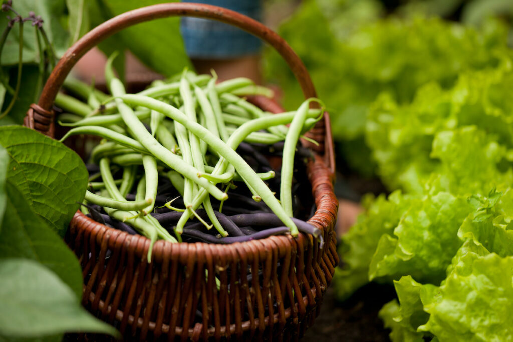 Comment cuire des haricots verts frais ou surgelés