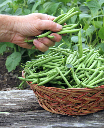 Haricots verts ©dcwcreations shutterstock