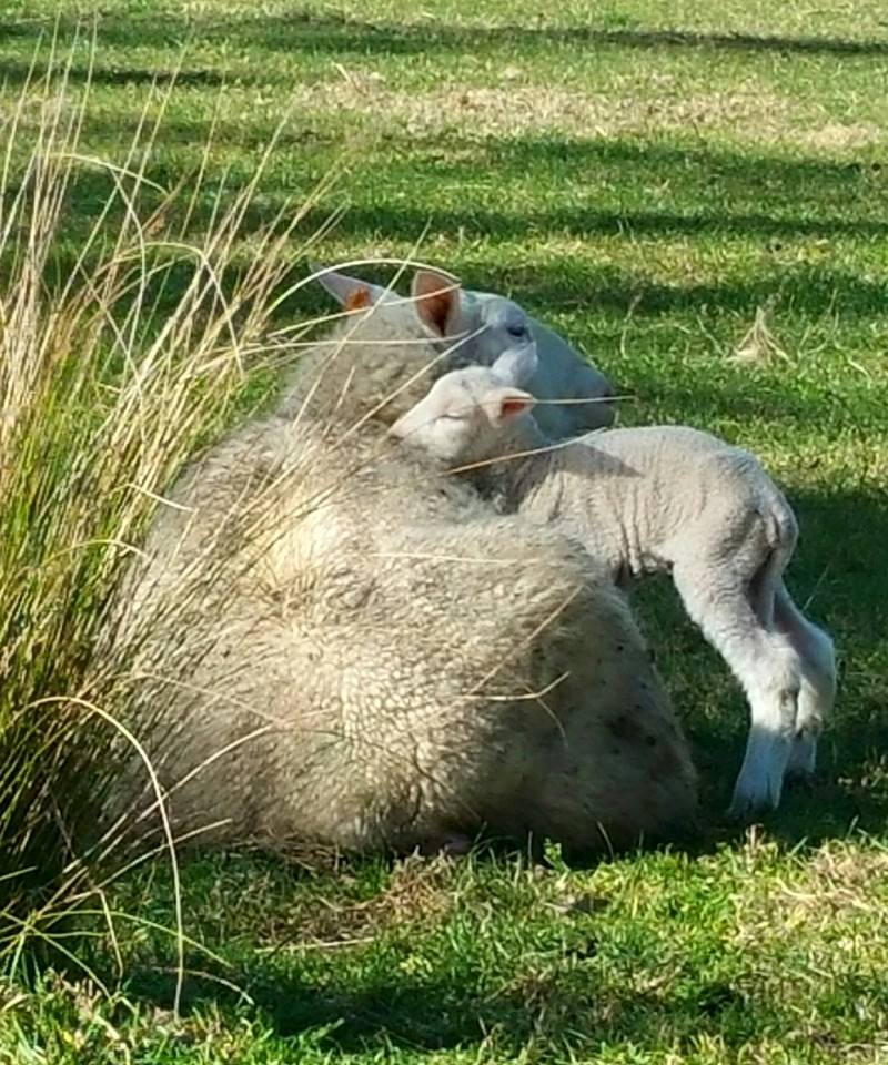 Pecora Dairy ©Pecora Dairy