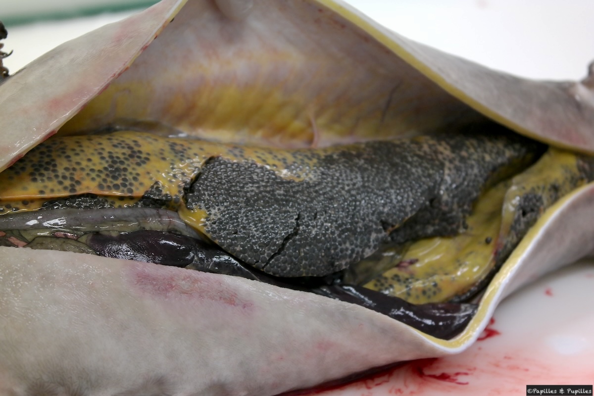 Dans le ventre de l'esturgeon