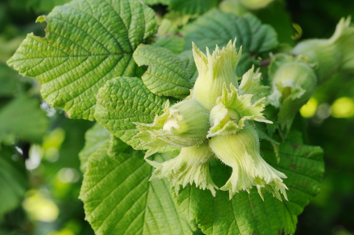 Noisettes sur noisetier (c) Nikolay Dimitrov - ecobo shutterstock