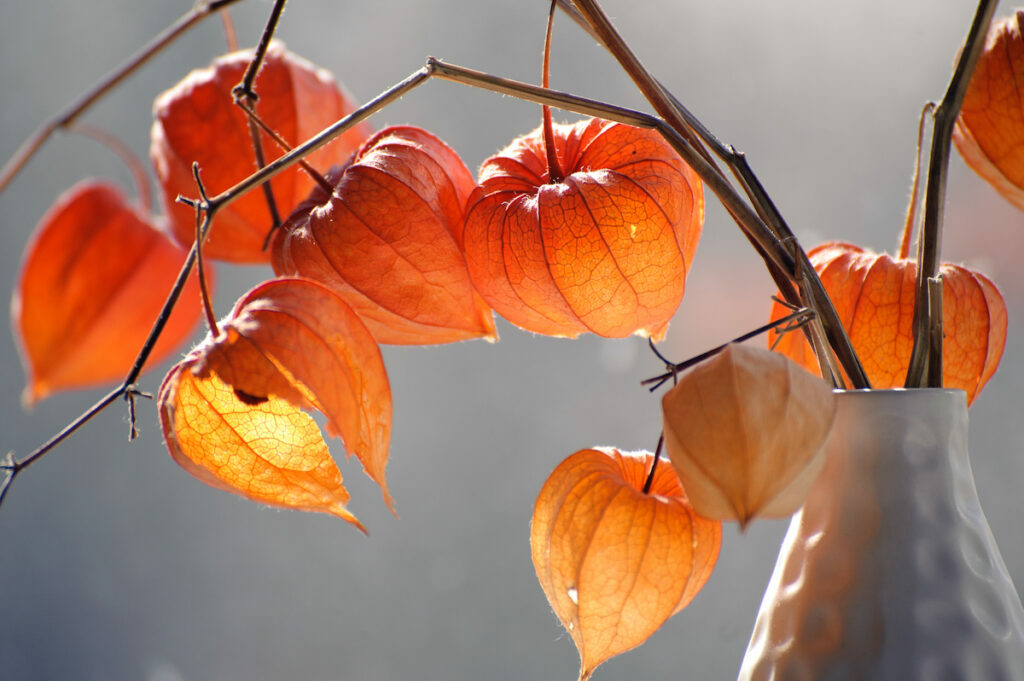 Physalis l’amour en cage ou lanterne chinoise — free download