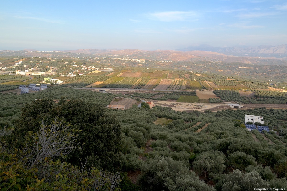Des oliviers et des vignes