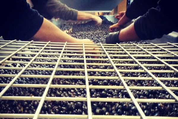 Vendages ©Lamothe Bergeron