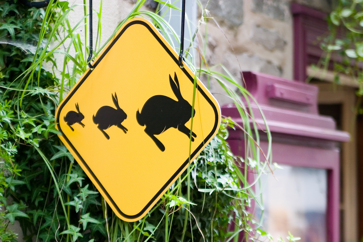 Attention lapins ©Mathieu Goulet Licence ©CC BY-ND 2.0