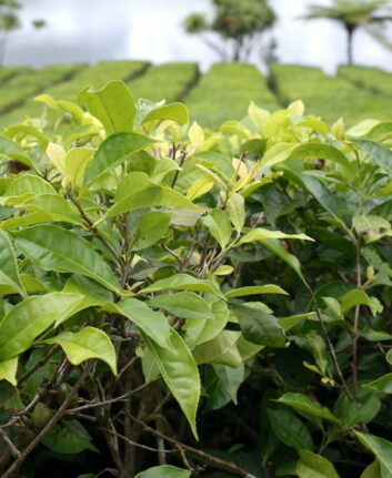Gros plan feuilles de thé