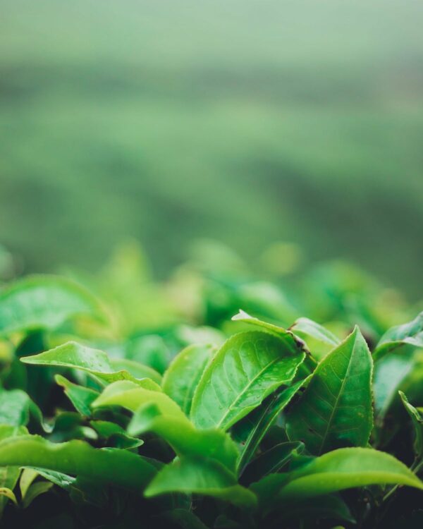 Feuilles de thé ©Bois Chéri