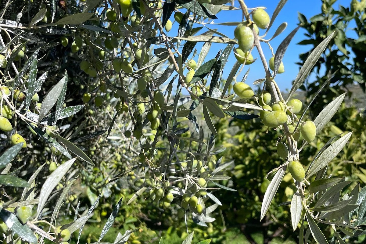 Oliviers ©Koronekes