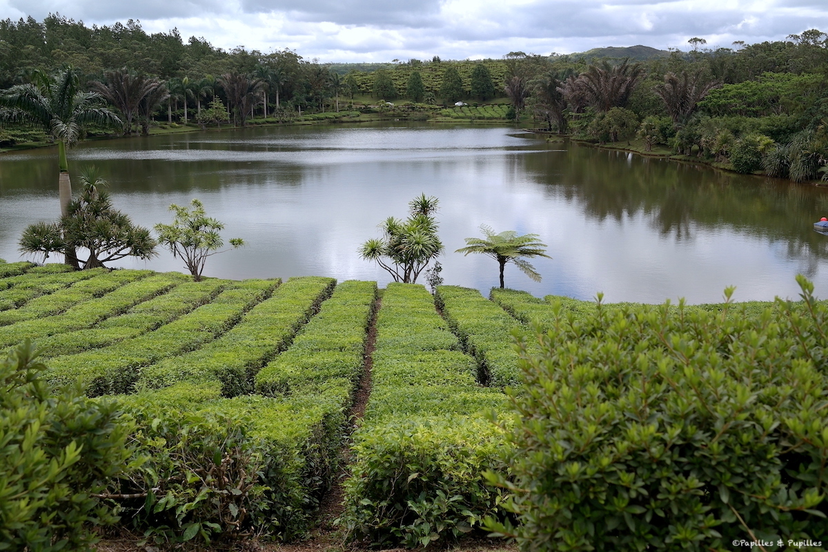 Plantation de thé - Bois Chéri - Île Maurice
