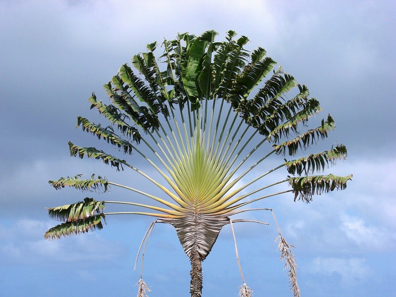 Ravenala ©jovanel Pixabay