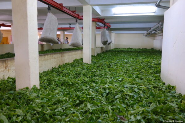 On vide les sacs de thé