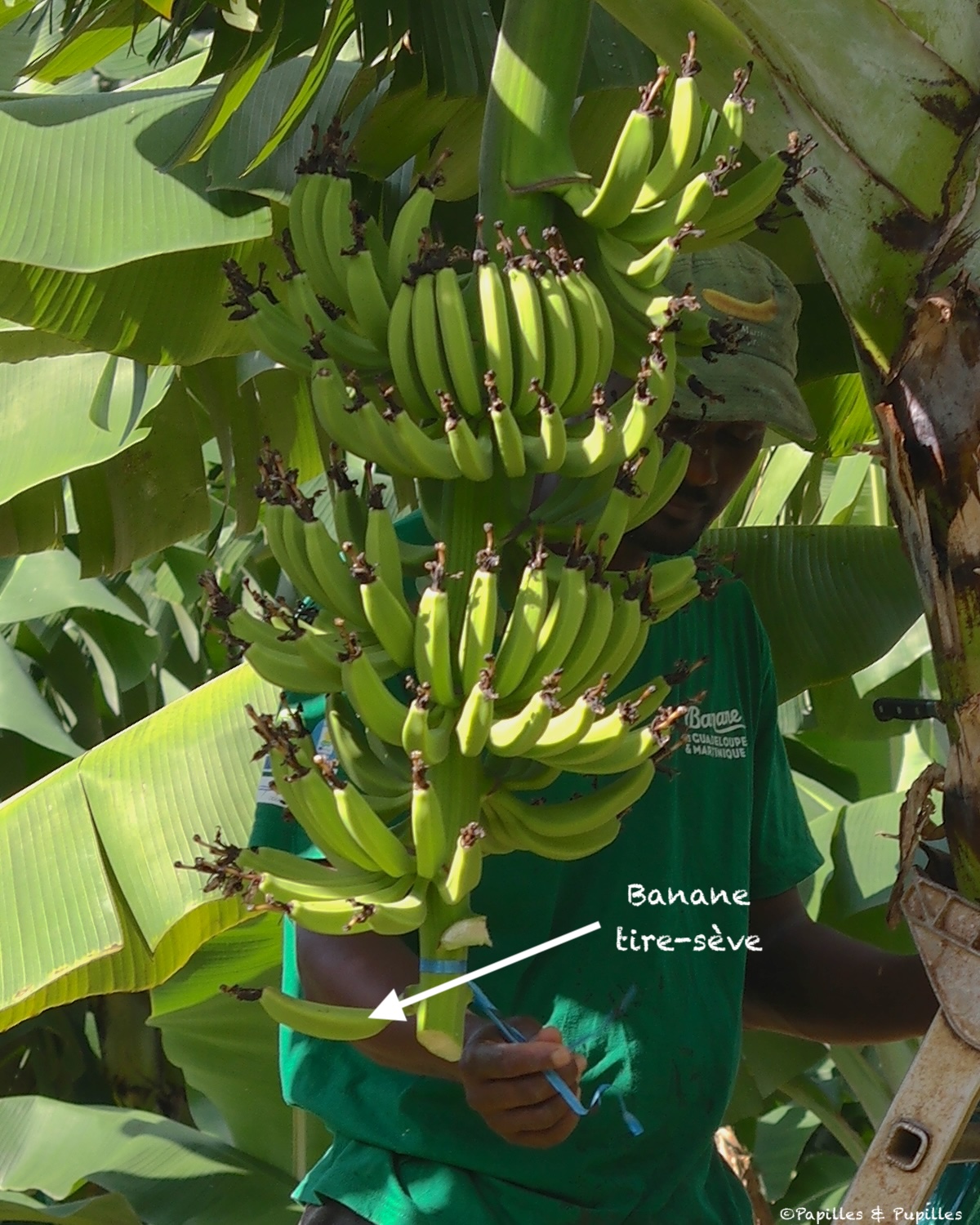 Banane tire-sève