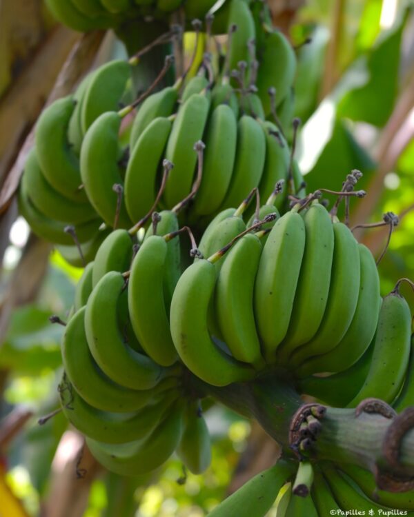 Bananes