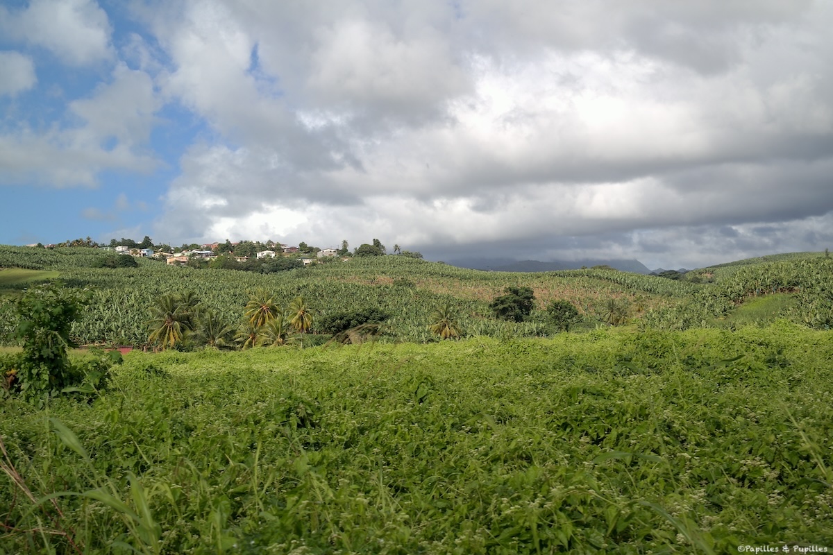 Habitation Belfort – Lamentin – Martinique
