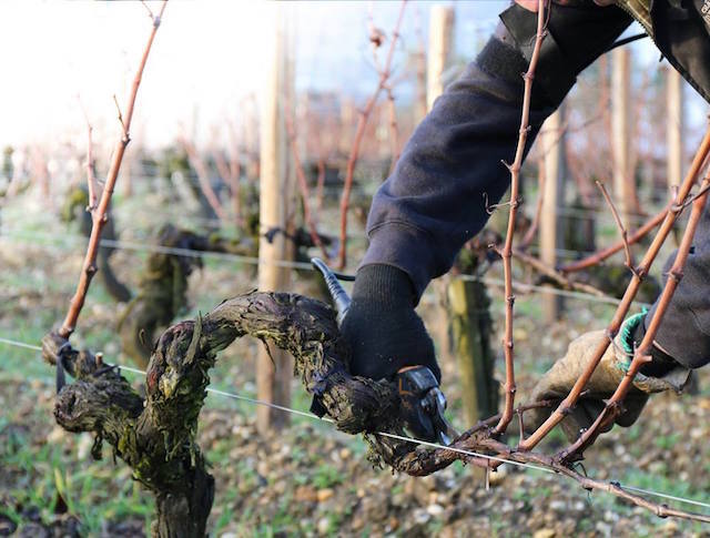 En ce moment, on taille dans le Médoc