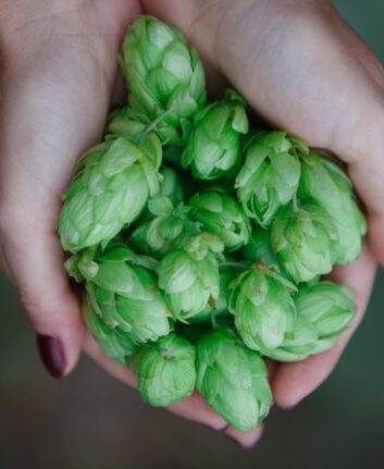 Houblon - Une saveur tres amère (c) UA_pm shutterstock