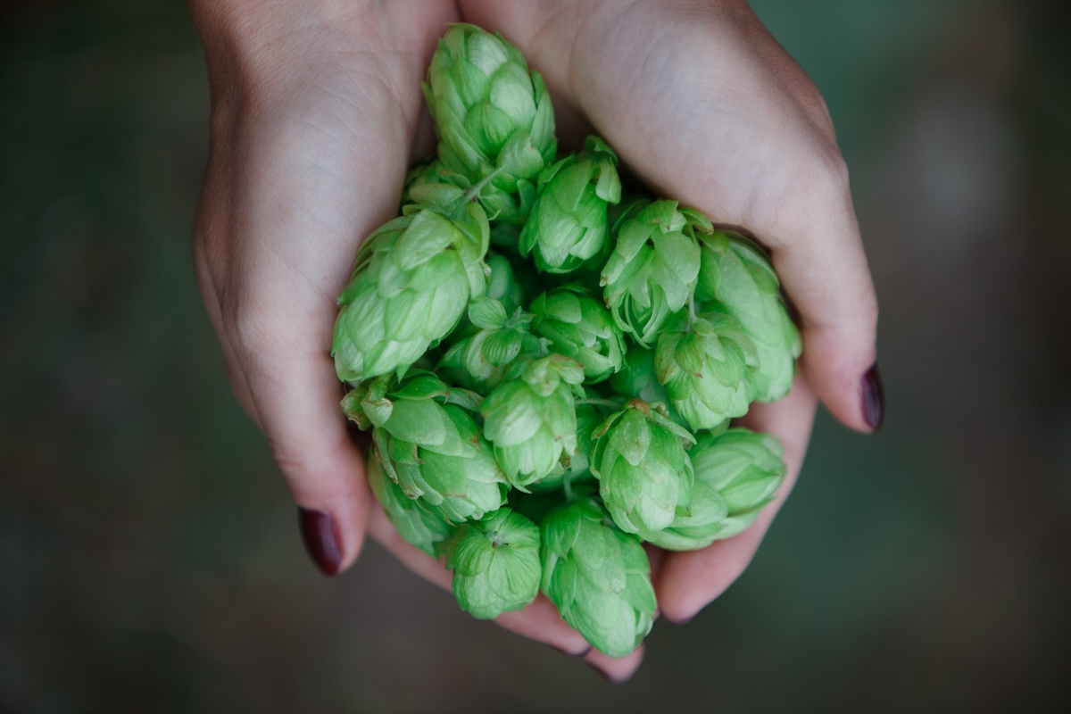 Houblon - Une saveur tres amère (c) UA_pm shutterstock