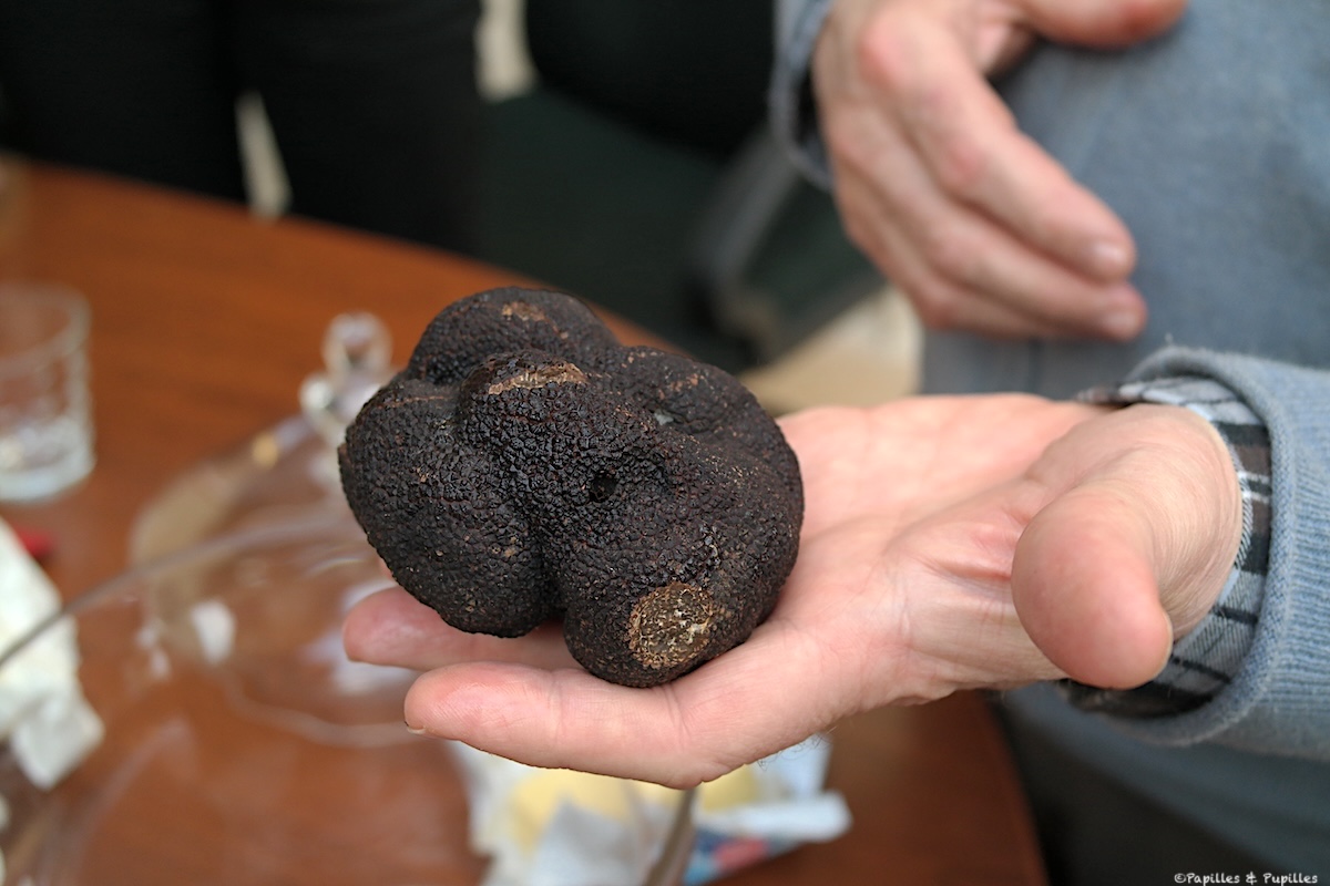 Truffe canifée