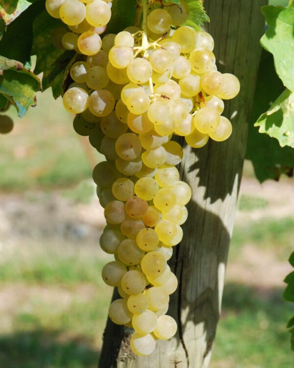 Ugni blanc ©Pancrat licence CC BY-SA 3.0