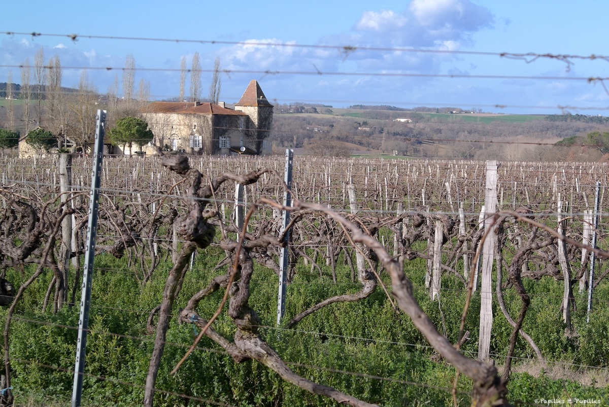 Dans le vignoble, Gascogne
