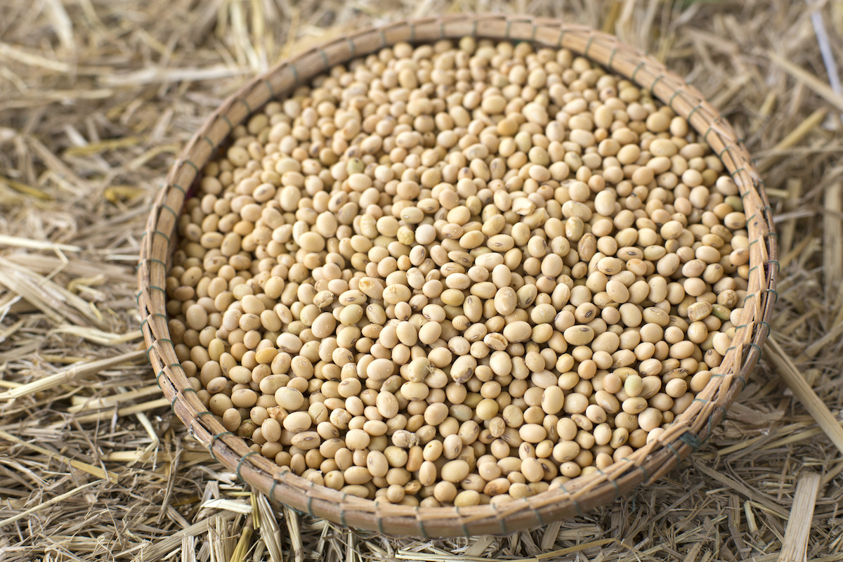 Fèves de soja ©Jakkee Shutterstock