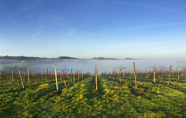 Les vignes du Château Monluc