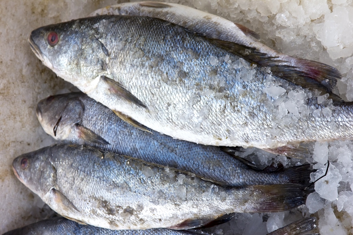 Maigres ©Egyptian Studio shutterstock