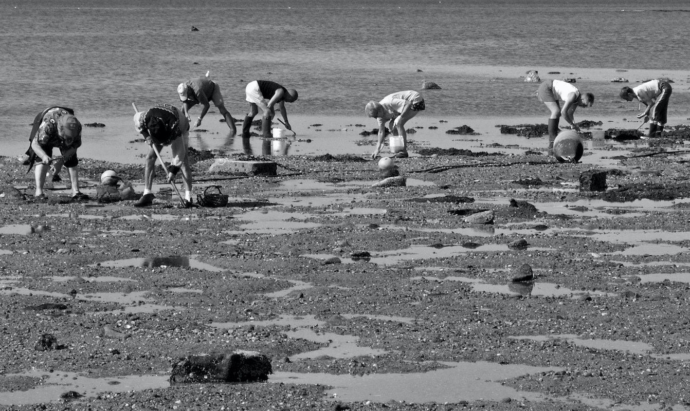 Pêche aux palourdes à marée basse, dans une zone sableuse