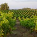 Vignes dans le Gers