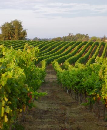 Vignes dans le Gers