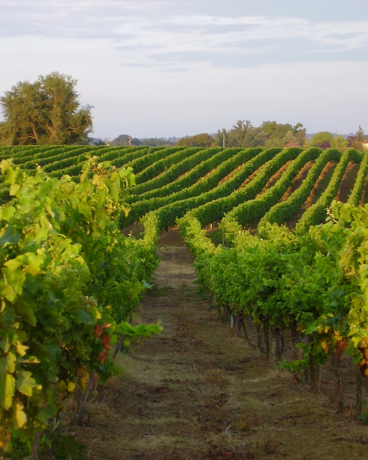 Vignes dans le Gers