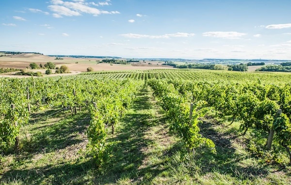 Vignes ensoleillées