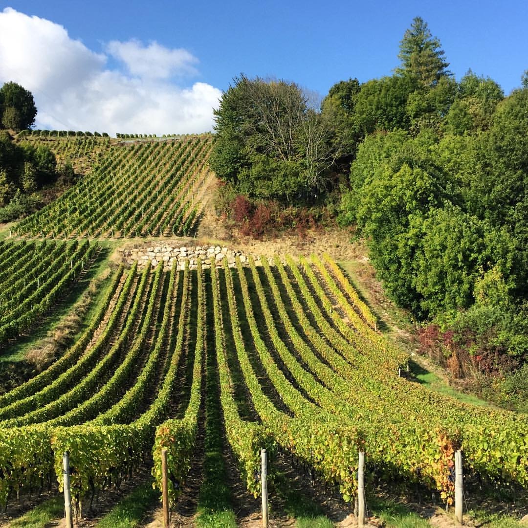 Vignobles d’Apremont en Savoie © Nicolas Nova CC BY-NC 2.0