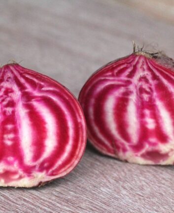 Betteraves Chioggia