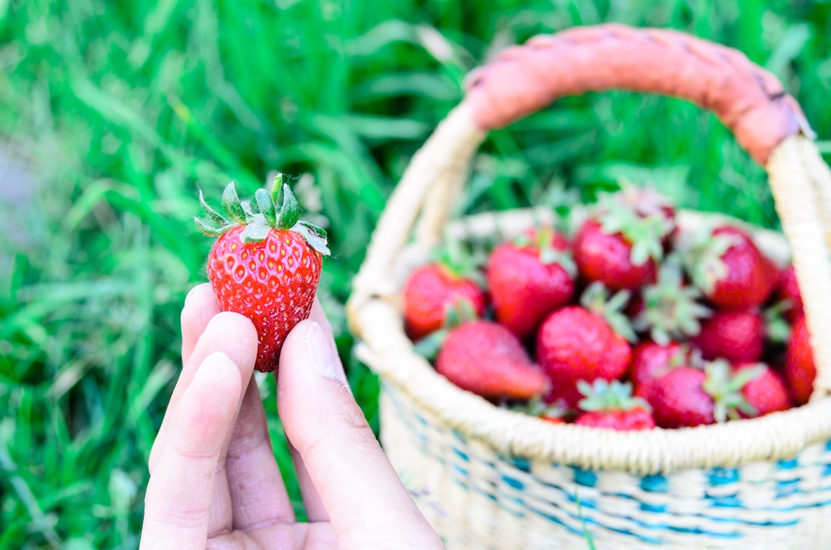 Fresh picked strawberry held over a basket strawberries. These strawberries are handpicked from an organic farm in Puyallup, Washington State, US.