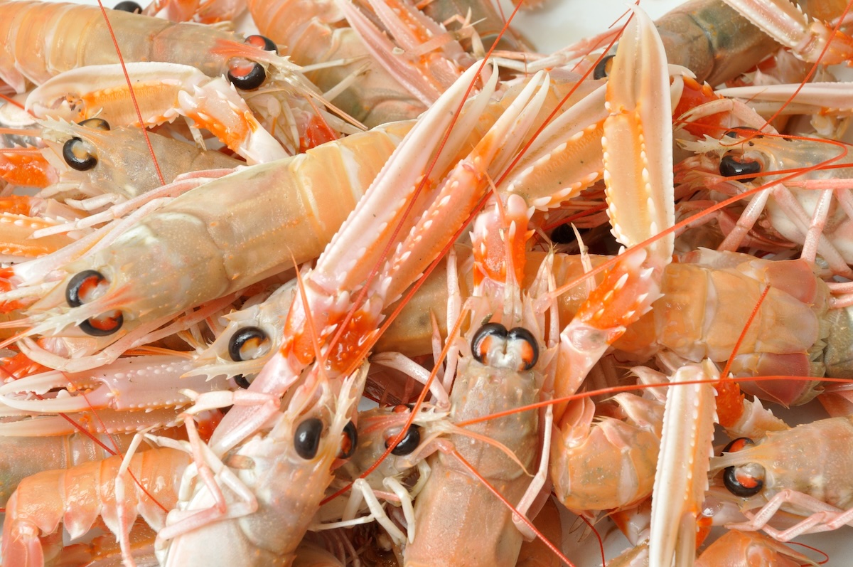 Langoustines 