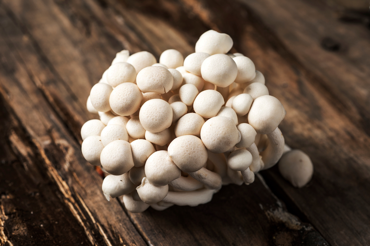 Shimeji blanc ©nito shutterstock