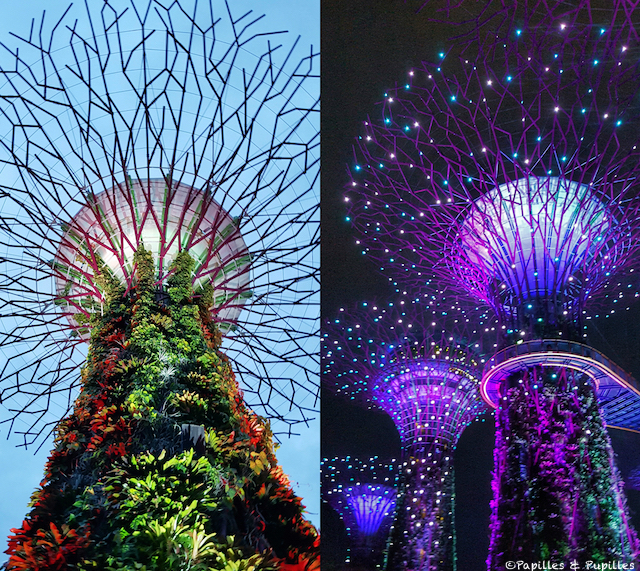 Gardens by the bay - Singapour