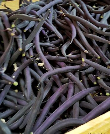 Haricots verts noirs