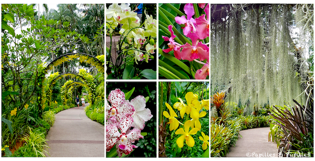 Jardin Botanique Singapour
