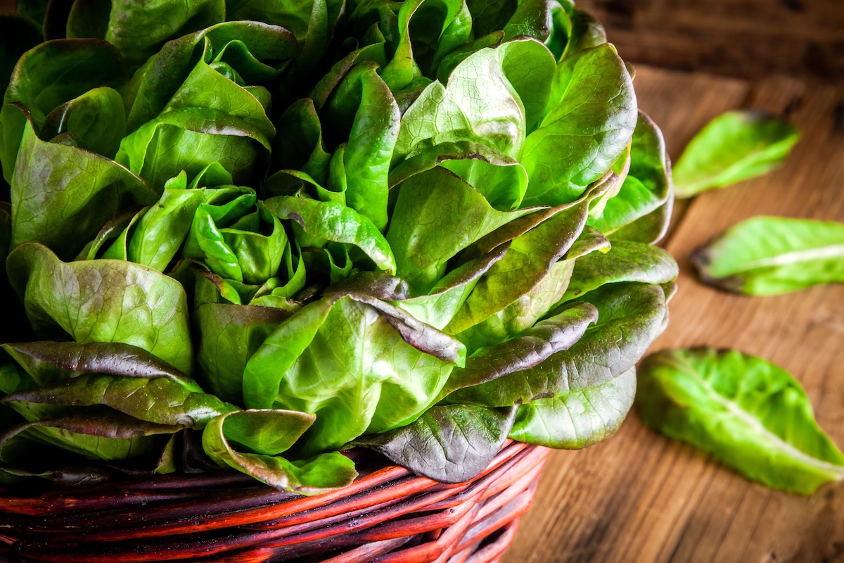 fresh green organic lettuce in the basket on a wooden rustic background